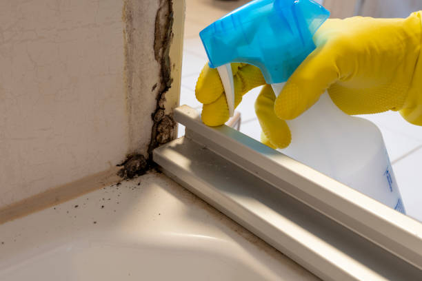 Why You Should Choose Our Mold Remediation Services in Eudora, KS